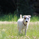 National Dog Day Sale | Chewy